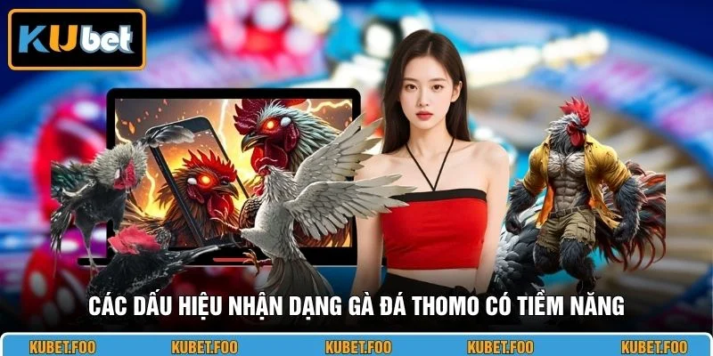 Các dấu hiệu nhận dạng gà đá thomo có tiềm năng