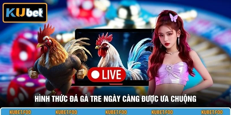 Hình thức đá gà tre ngày càng được ưa chuộng